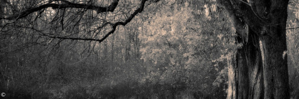 Schwarz-weiß Bild von alten Bäumen